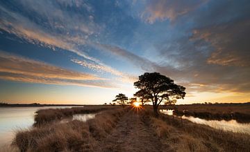 Naar de zon. van Ivo Schut Fotografie