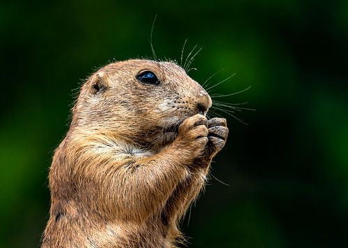 Praying Black-tailed Prairie Dog