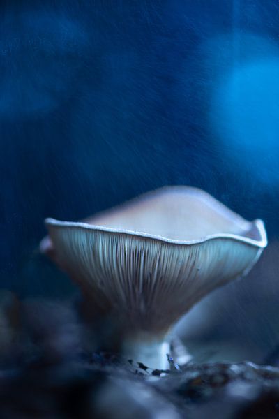 Champignons par Lucia Leemans