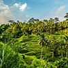 Rijstterrassen in Ubud Bali van Lima Fotografie