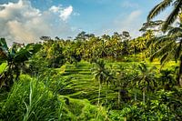 Rijstterrassen in Ubud Bali