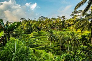 Rijstterrassen in Ubud Bali van Lima Fotografie