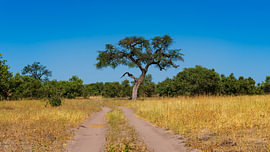 Eine unbefestigte Piste führt durch das afrikanische Buschland unter einem klaren Himmel von Johannes Jongsma