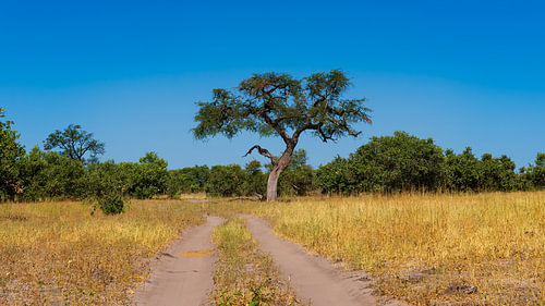 A dirt track winding its way through the African bushveld under a clear blue sky