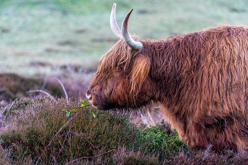 Texel  Hooglander kleur