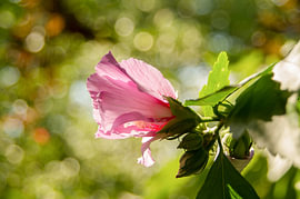 Pink Hibiscus Flower under Warm Sun with Golden Bokeh by Milcho Milev