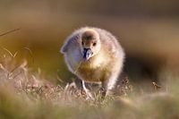 Junge Gans kommt auf dich zu