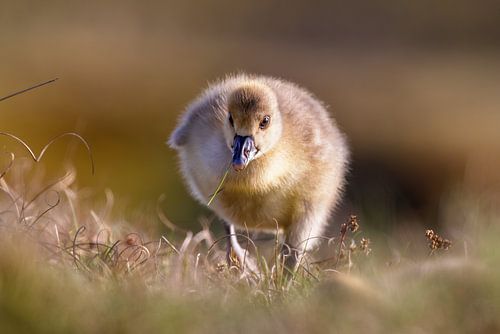 Jonge gans komt op je aflopen