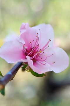 Fleur de pêcher