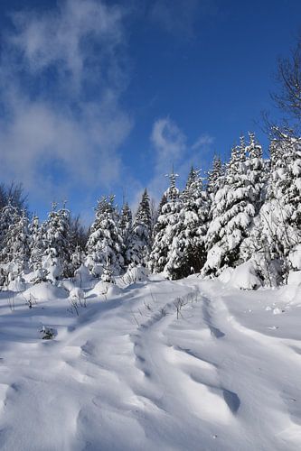 Een besneeuwd bos na de storm