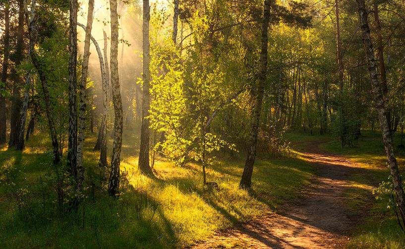 in the sunny forest by Mykhailo Sherman