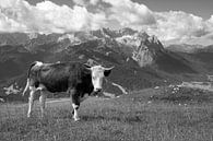 Uitzicht van Wank naar de Zugspitze van Andreas Müller thumbnail