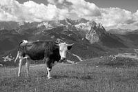Blick vom Wank zur Zugspitze