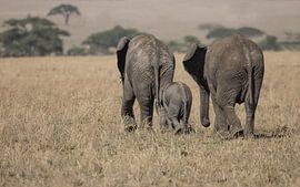 olifanten by anja voorn