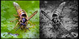 tweeluik by Huibert van der Meer