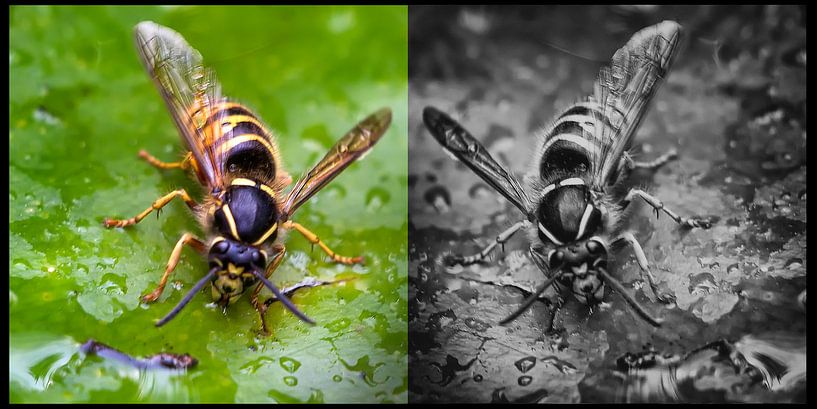 tweeluik von Huibert van der Meer