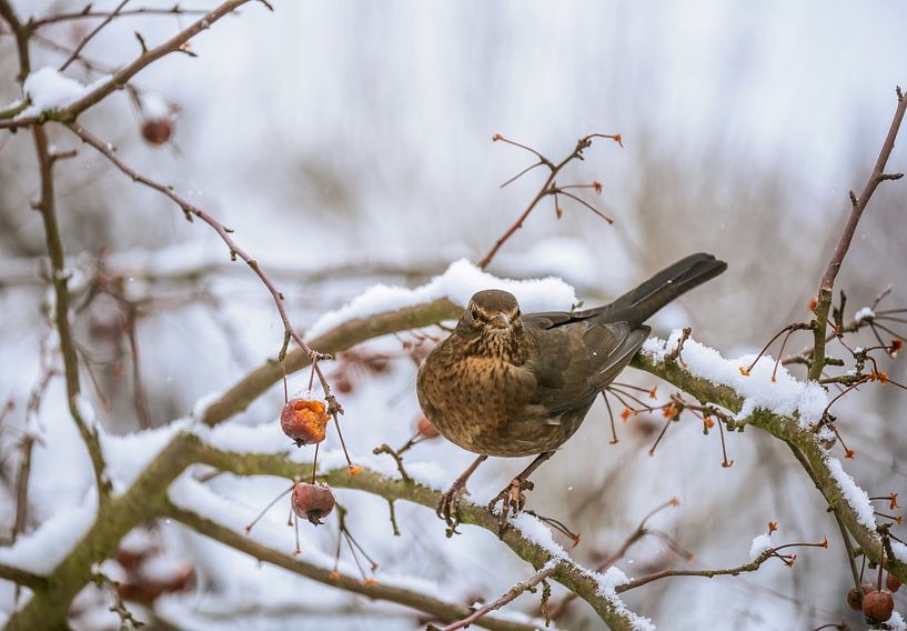 Blackbird on a snow-covered apple tree by ManfredFotos