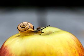 Schnecke auf einem Apfel von Eric van der Gijp