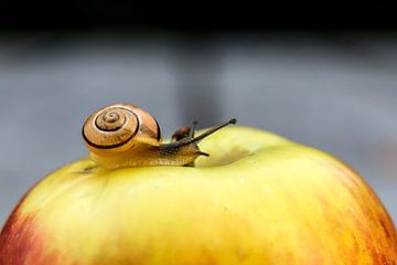 Slakje op een appel van Eric van der Gijp