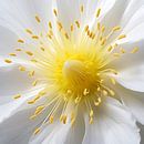 Up Close & Personal von Jacky Miniaturansicht