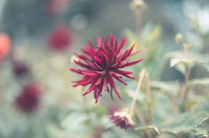 Blumen Teil 223