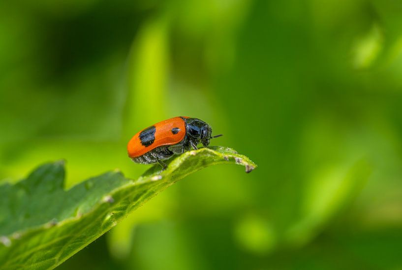 Lieveheersbeestje kruipend op een groen blad van ManfredFotos