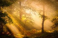 Herfstbos met prachtig licht in het Norgerholt op een mooie herfst ochtend, Norg, Drenthe van Bas Meelker thumbnail