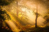 Autumn forest with beautiful light in the Norgerholt on a beautiful autumn morning, Norg, Drenthe