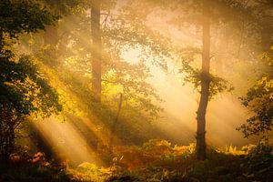 Herbstlicher Wald mit schönem Licht im Norgerholt an einem schönen Herbstmorgen, Norg, Drenthe von Bas Meelker