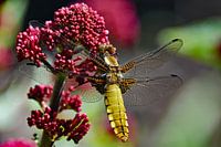 Flat belly clibelle on redwood flower
