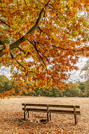 Eine Bank unter einem Baum in Herbstfarben auf dem Utrechtse Heuvelrug von Mark den Boer