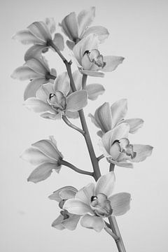 Wilde orchidee, Igor Mandich van 1x