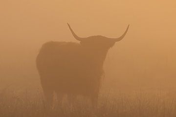 Schotse Hooglander zonsopkomst Oudemolen - Drenthe (Nederland) van Marcel Kerdijk