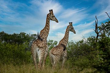 Giraffen in Zuid-Afrika van Paula Romein