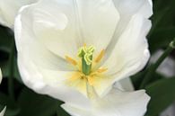 Die weiße Tulpe von Cornelis (Cees) Cornelissen Miniaturansicht