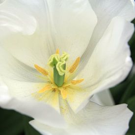 The White Tulip by Cornelis (Cees) Cornelissen
