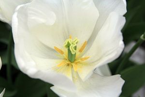 Die weiße Tulpe von Cornelis (Cees) Cornelissen