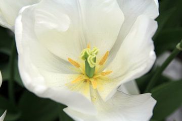 The White Tulip van Cornelis (Cees) Cornelissen