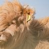 Veau écossais Highlander | couleur | Dunes néerlandaises sur Wandeldingen