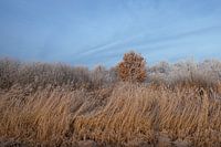 Zachte winterkleuren