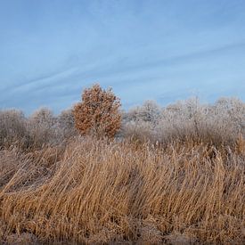 Couleurs douces de l'hiver sur Samantha van Leeuwen