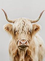 Highlander cattle