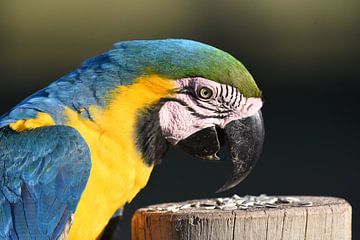 Blauw-gele ara (Ara ararauna) in close-up van Rini Kools