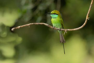 Emerald Watcher: Kleine Groene Bijeneter in Wilpattu