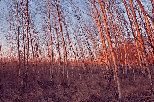 Sunset in the birch forest