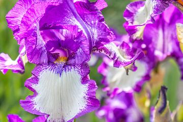Duitse iris - Iris germanica van Mixed media vector arts