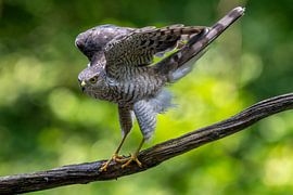 Épervier sur Gerard Vegt