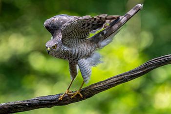 Sparrowhawk