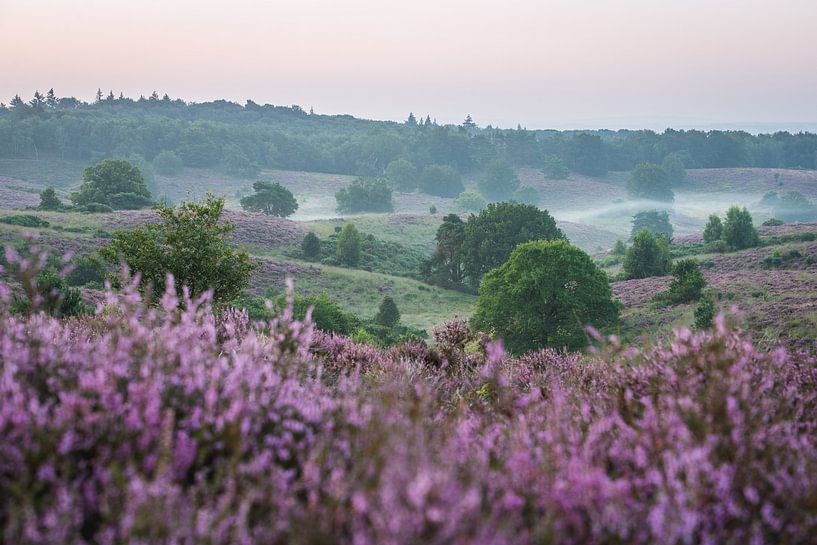 Foggy morning on the Posbank by Ronne Vinkx
