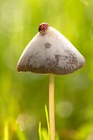 ladybug on mushroom
